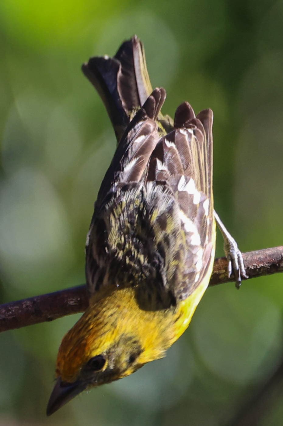 Vibrant Prothonotary Warbler Perched Upside Down on Branch | Natural Costa Rica