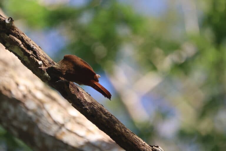Brown bird resting on a branch, natural setting. | Natural Costa Rica