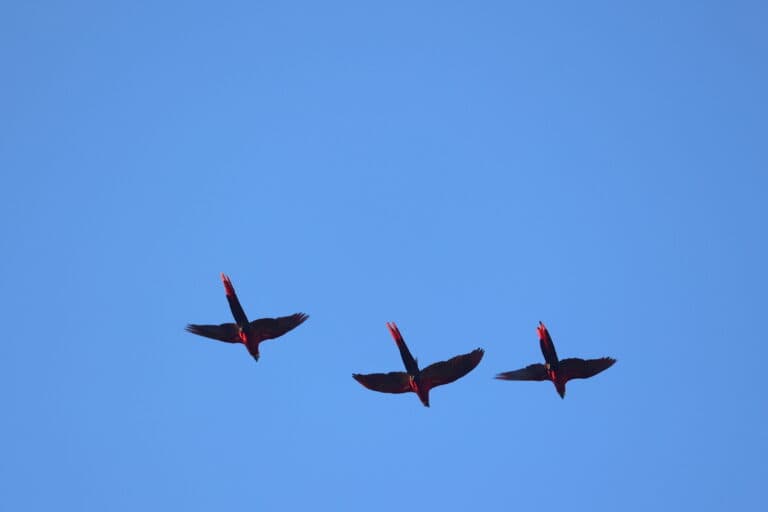 Red-tailed black cockatoos soaring in bright blue sky in Nicoya Peninsula | Natural Costa Rica