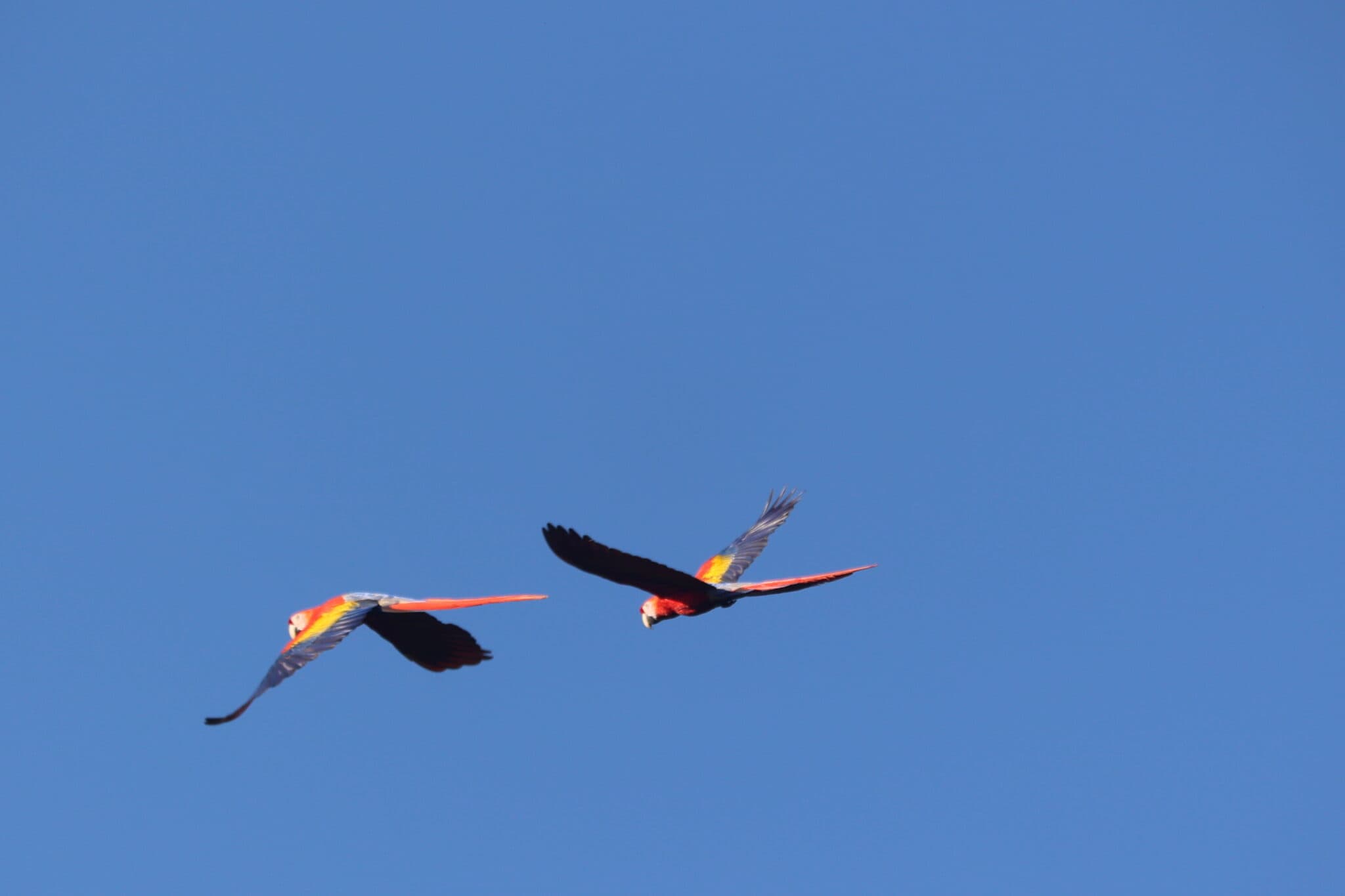Scarlet Macaws soaring through clear blue sky in Nicoya Peninsula | Natural Costa Rica