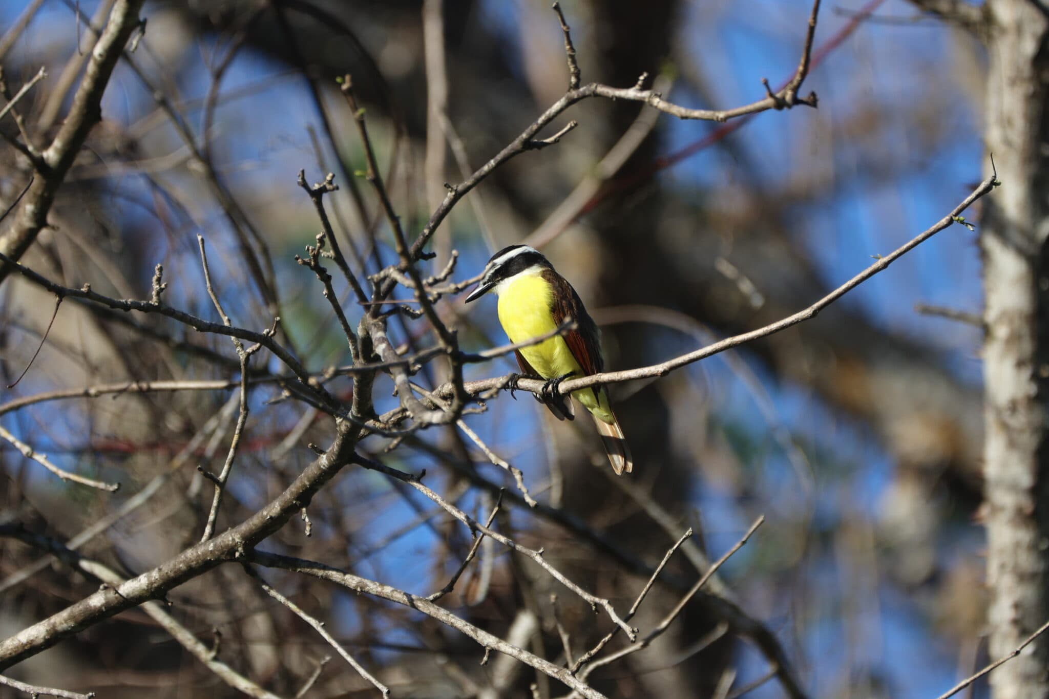Great Kiskadee Perched on Branch | Natural Costa Rica