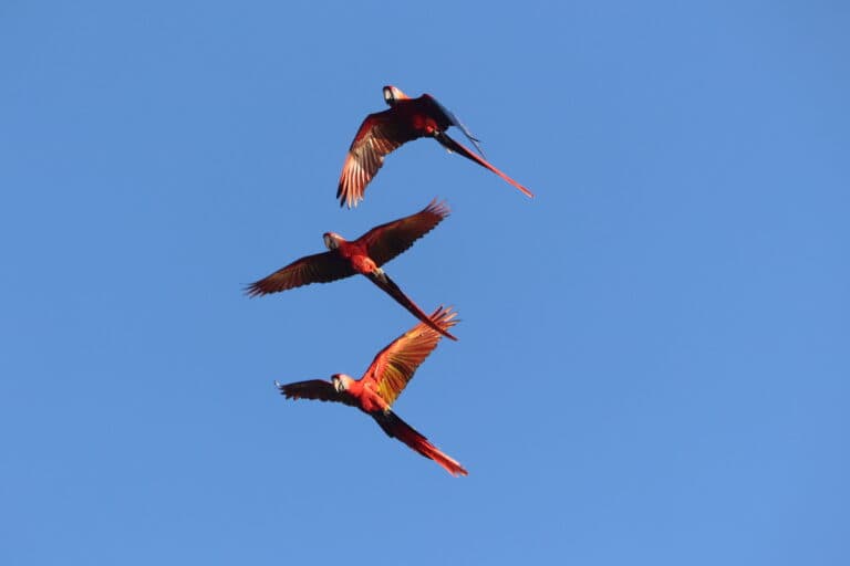Scarlet Macaws soar against clear blue sky in Nicoya Peninsula | Natural Costa Rica