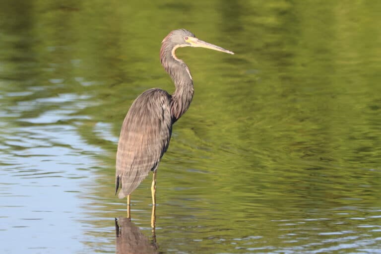 Tricolored Heron Hunting in the Marsh | Natural Costa Rica