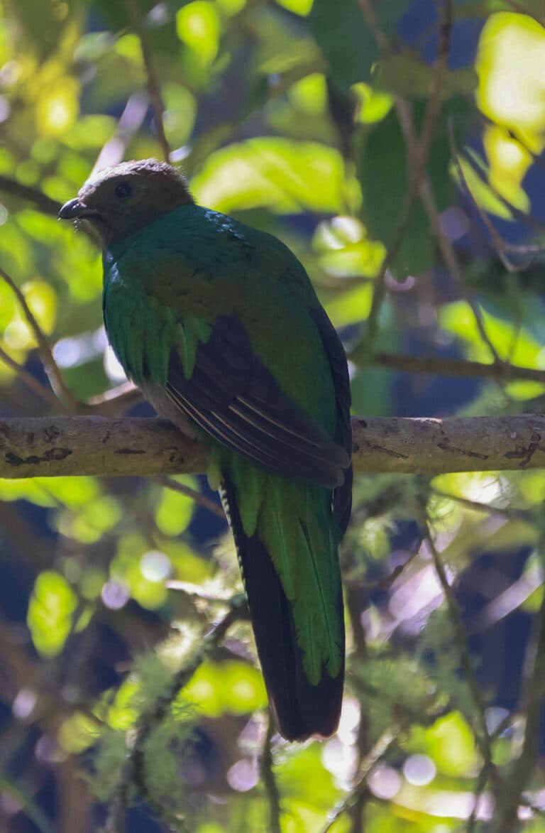 Resplendent Quetzal: Emerald Gem of the Forest in San Gerardo de Dota | Natural Costa Rica