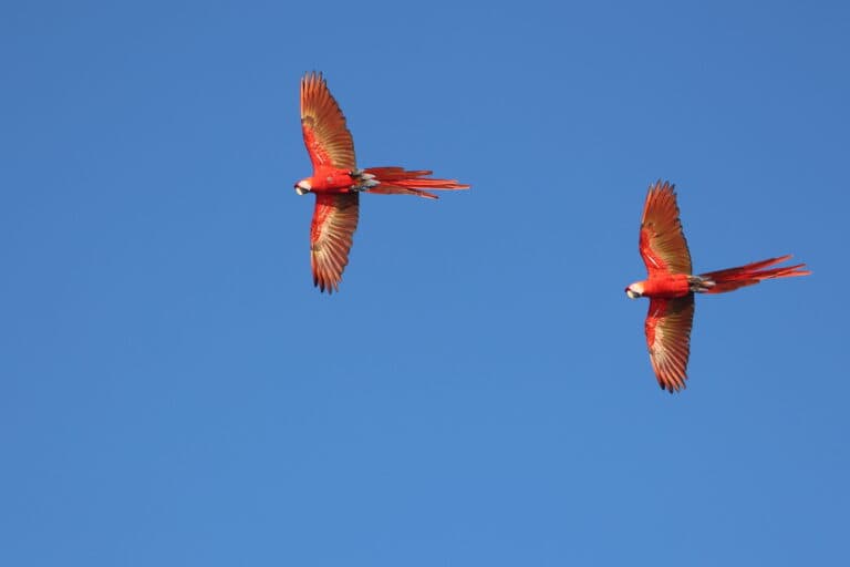 Scarlet Macaws soar against a brilliant blue sky in Nicoya Peninsula | Natural Costa Rica