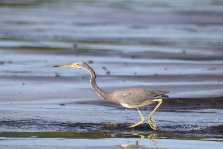 Tri-colored heron strides through shallow waters. | Natural Costa Rica