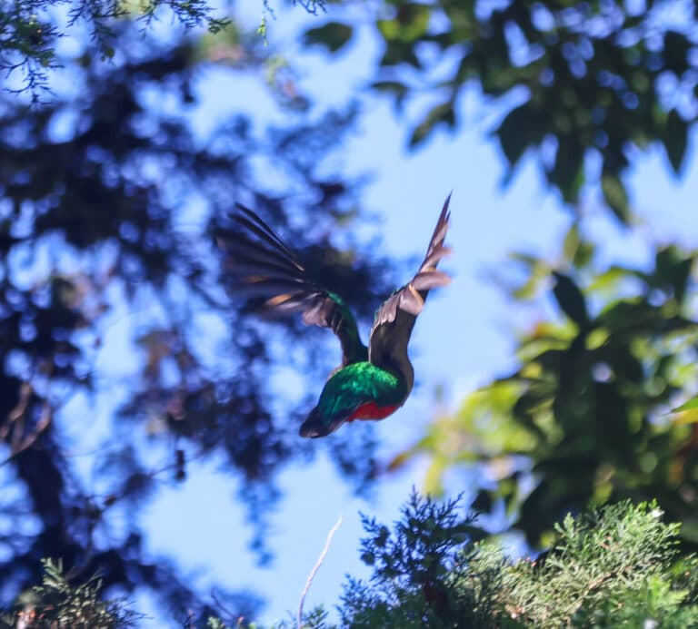 Resplendent Quetzal in Flight: A Rare Sighting in San Gerardo de Dota | Natural Costa Rica