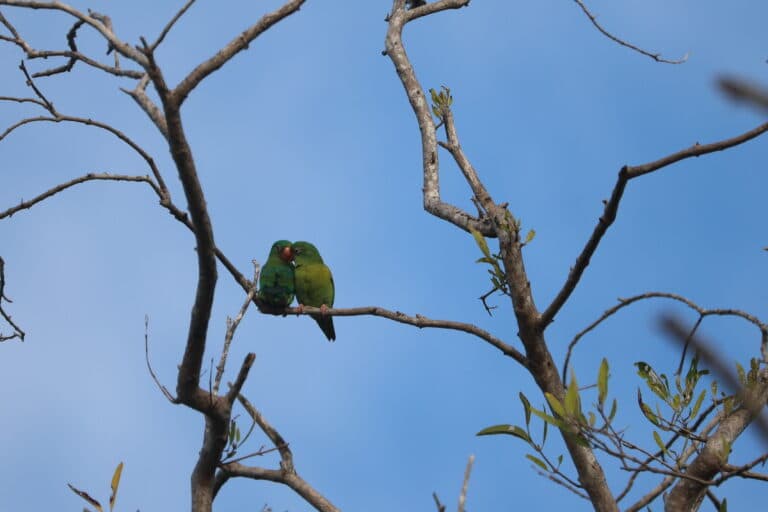Two Vernal Hanging Parrots perched on a branch. in Nicoya Peninsula | Natural Costa Rica