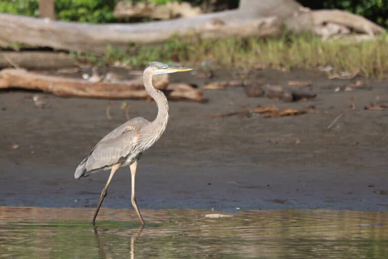 Great Blue Heron standing in shallow water, closeup view | Natural Costa Rica