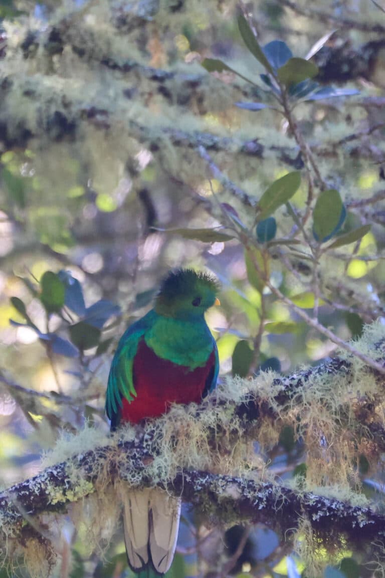 Resplendent Quetzal perched in a mossy tree in San Gerardo de Dota | Natural Costa Rica