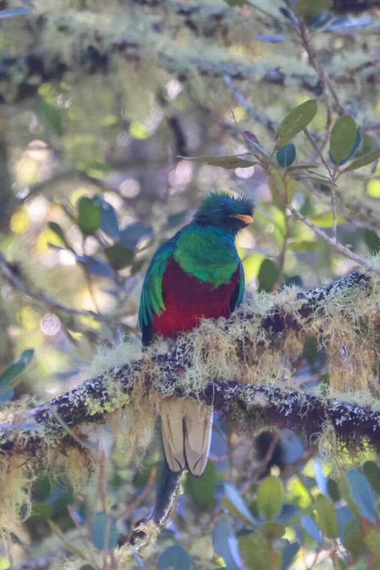 Resplendent Quetzal bird perched in a tree in San Gerardo de Dota | Natural Costa Rica