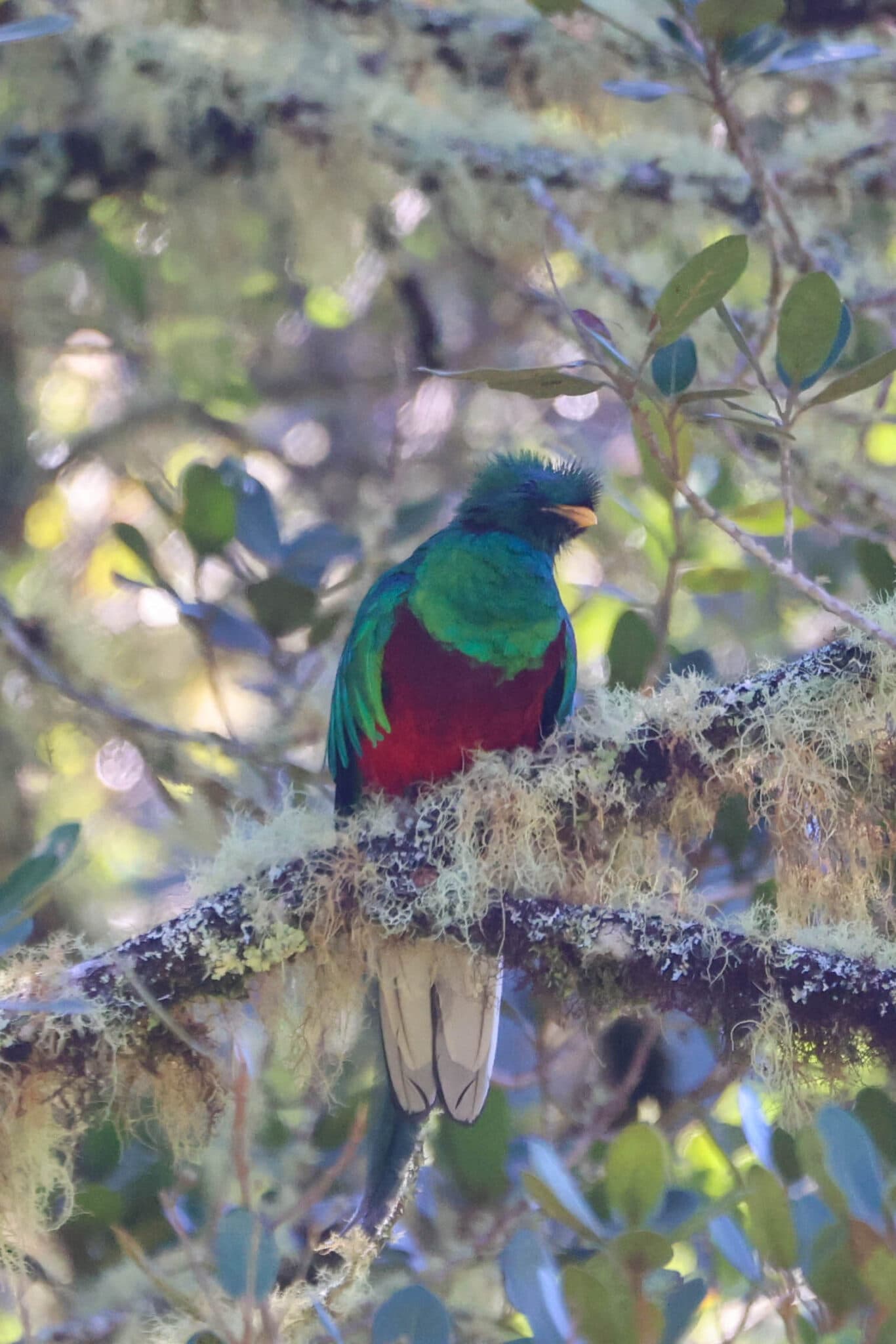Resplendent Quetzal bird perched in a tree in San Gerardo de Dota | Natural Costa Rica
