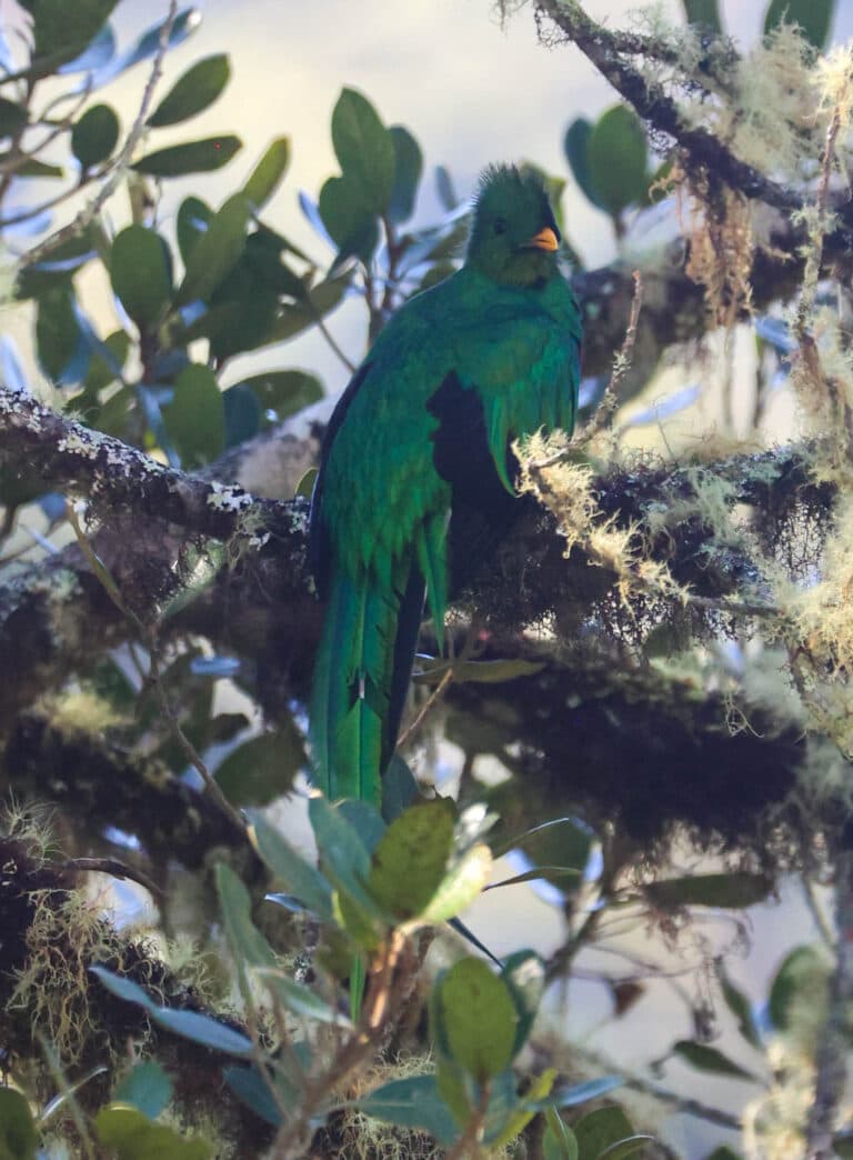 Resplendent Quetzal Perched in Mossy Tree in San Gerardo de Dota | Natural Costa Rica