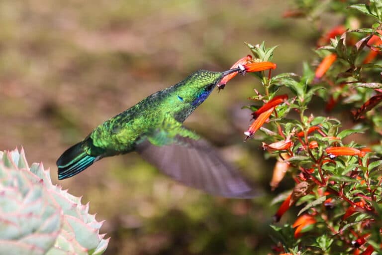 Sparkling Violetear Hummingbird Feeds On Red Flowers in San Gerardo de Dota | Natural Costa Rica