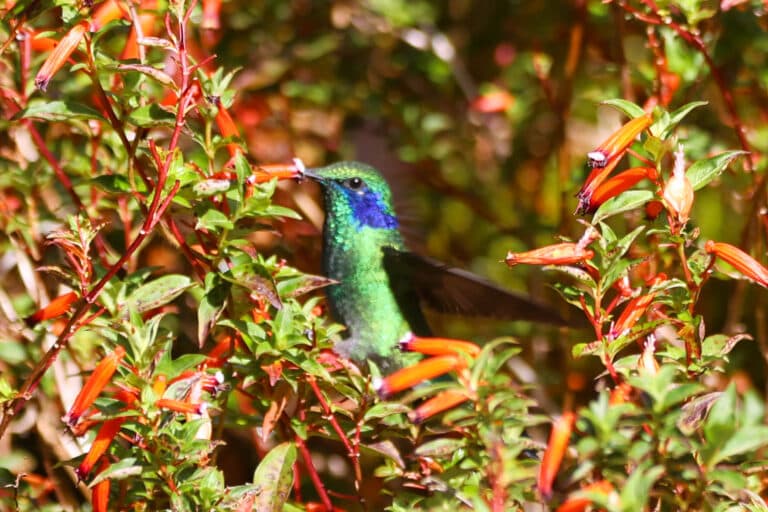 Hummingbird feeding on vibrant orange tropical flowers in San Gerardo de Dota | Natural Costa Rica