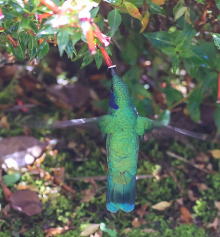 Sparkling Green Violetear Hummingbird Sipping Nectar in San Gerardo de Dota | Natural Costa Rica