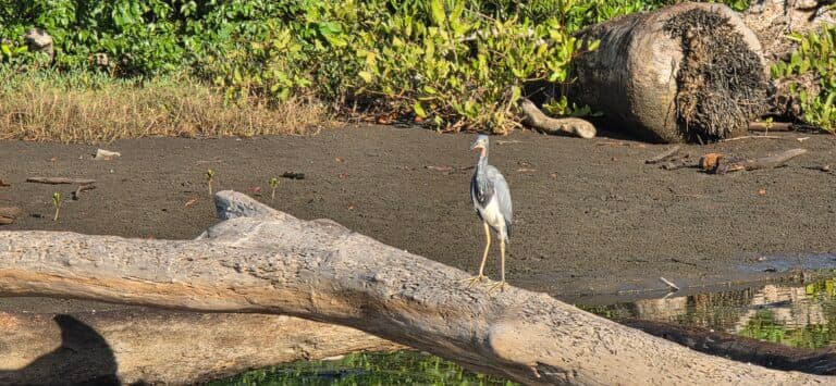 Striated Heron Fishing Upside Down off Log | Natural Costa Rica