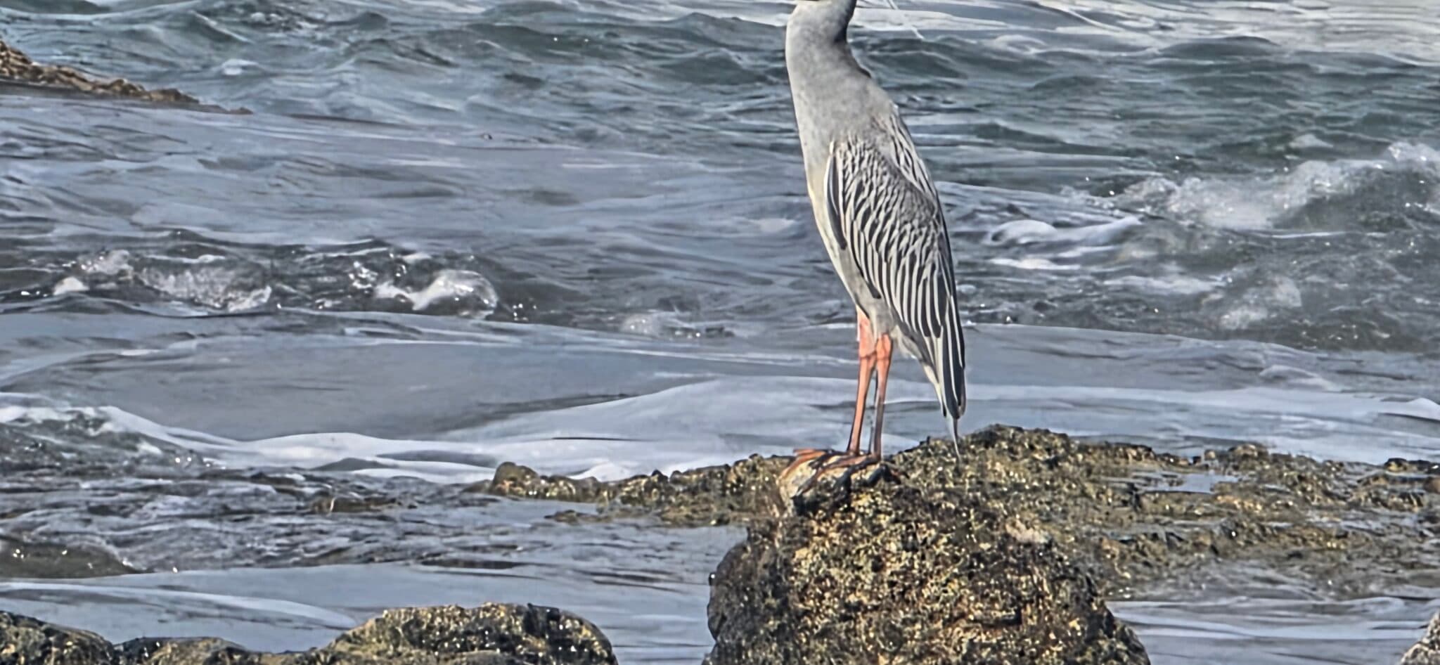 Grey heron stands vigilant on ocean rocks. | Natural Costa Rica