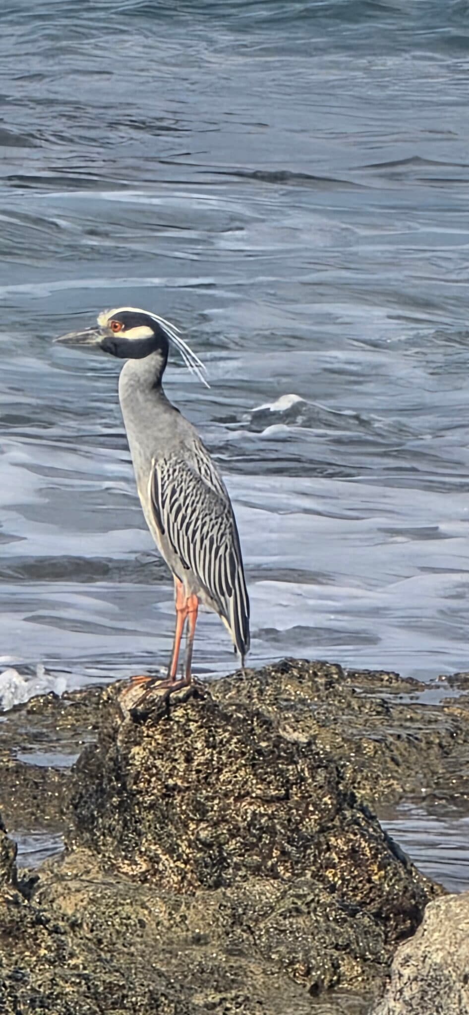Yellow-crowned night heron perched next to waterfall | Natural Costa Rica