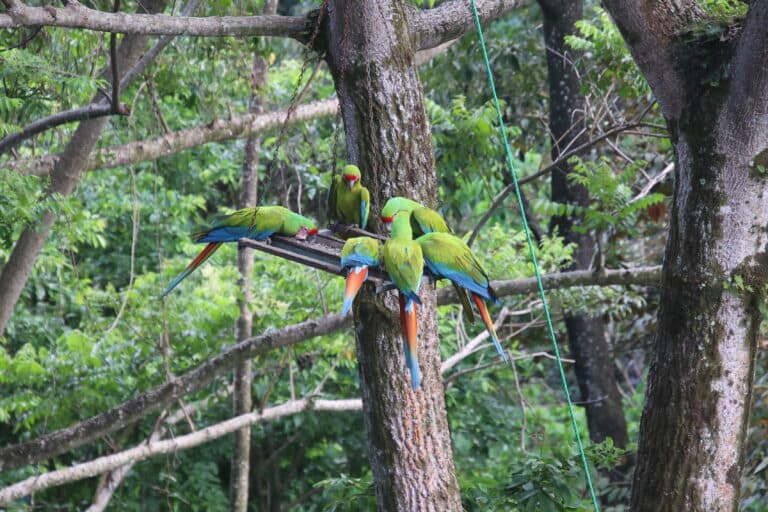 Great green macaws feed in Costa Rican tree | Natural Costa Rica
