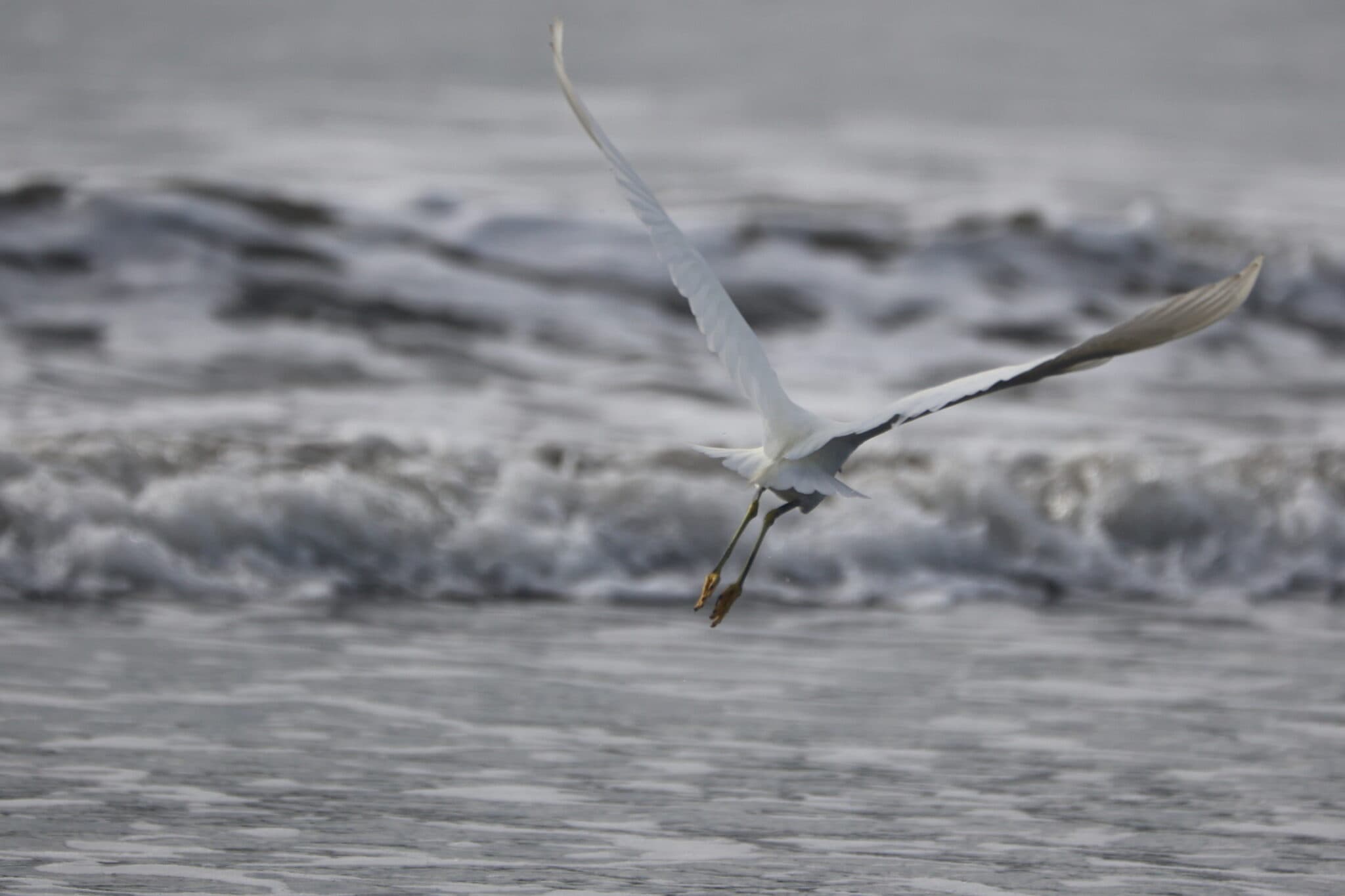 Egret soars gracefully over the ocean waves | Natural Costa Rica