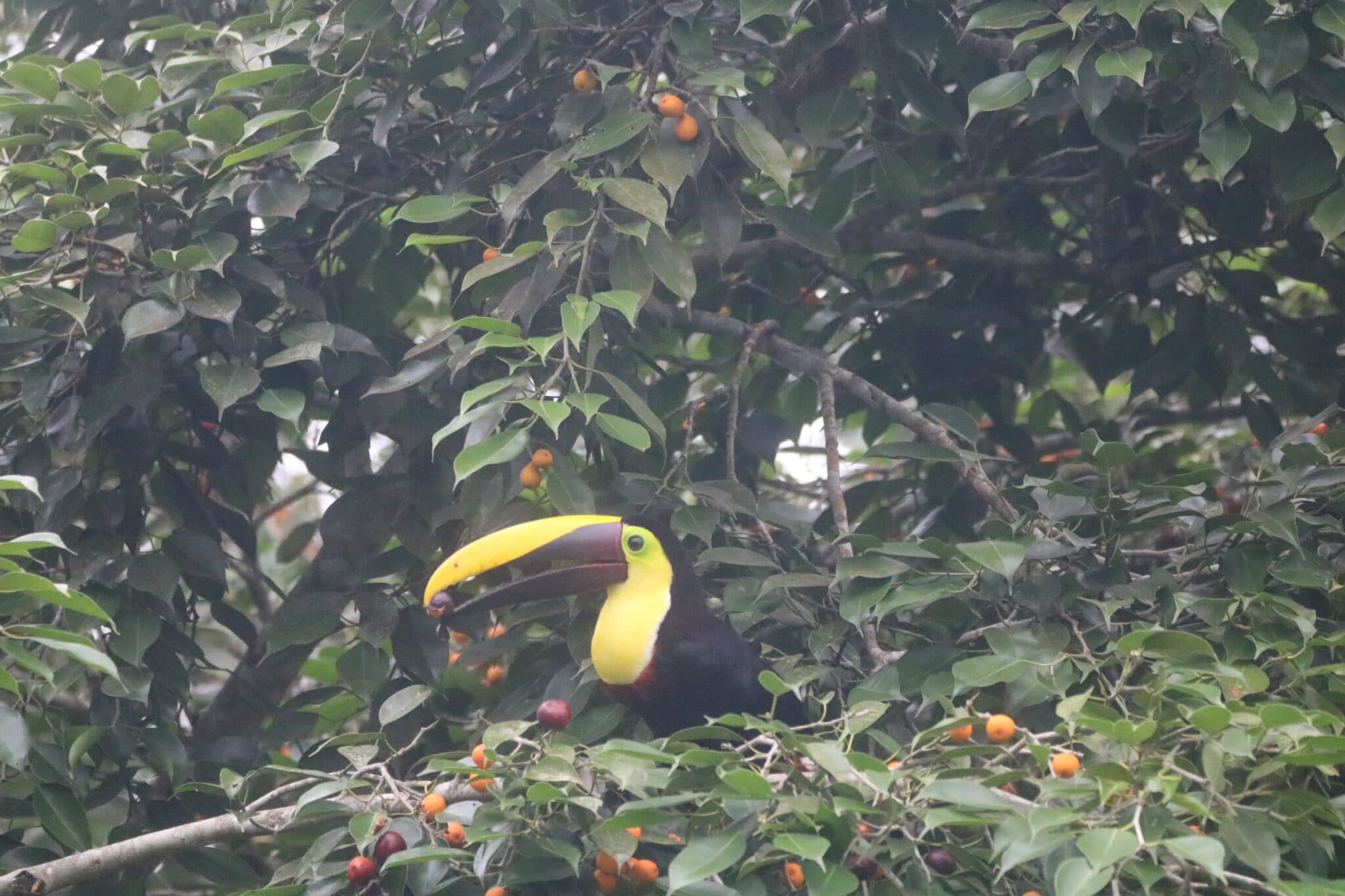 Costa Rica wildlife