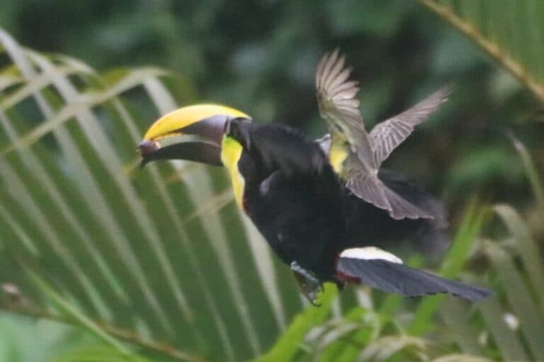 Ariel View of Toucan and Little Bird | Natural Costa Rica