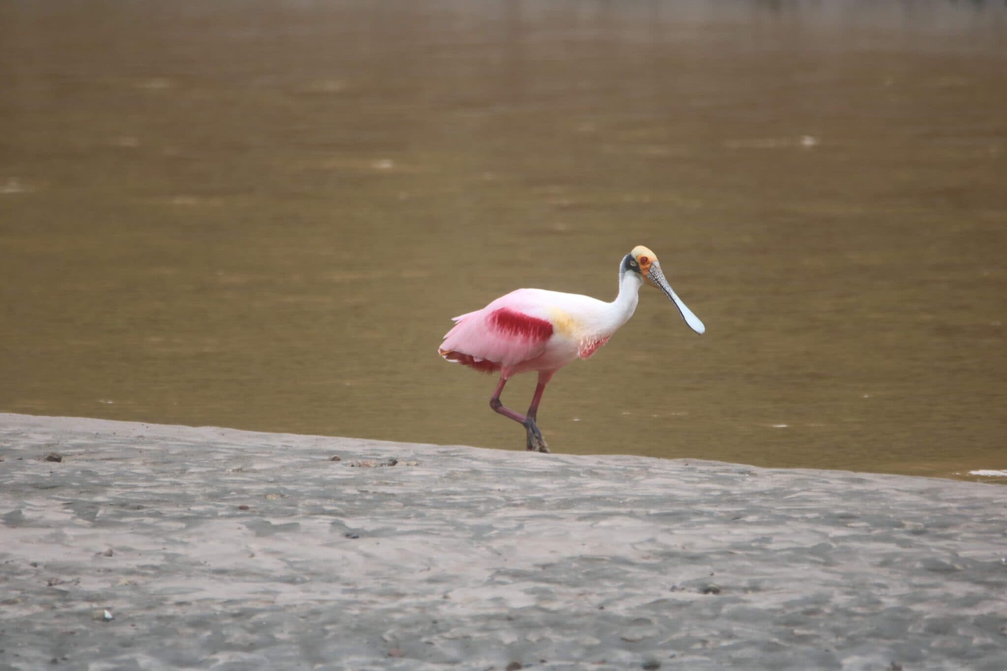 Roseate Spoonbill Bird on the Shoreline | Natural Costa Rica