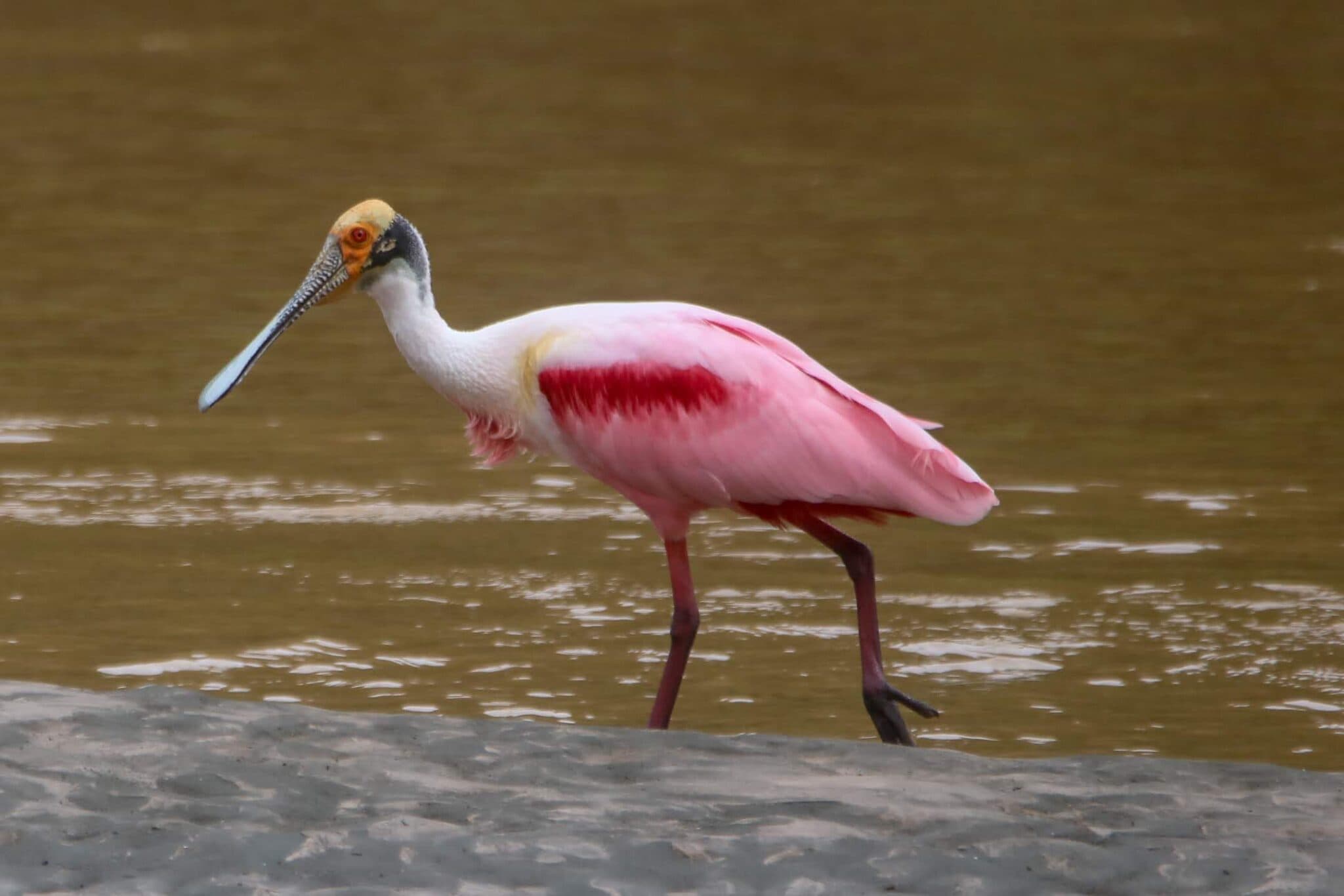 Costa Rica wildlife