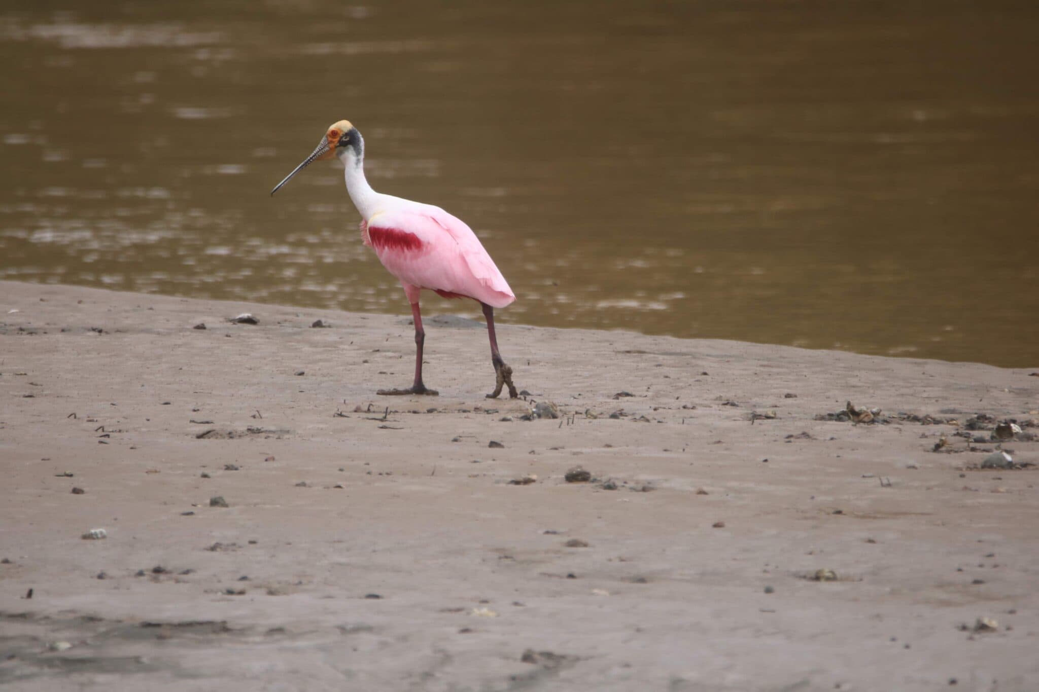 Roseate Spoonbill bird portrait on shoreline. | Natural Costa Rica