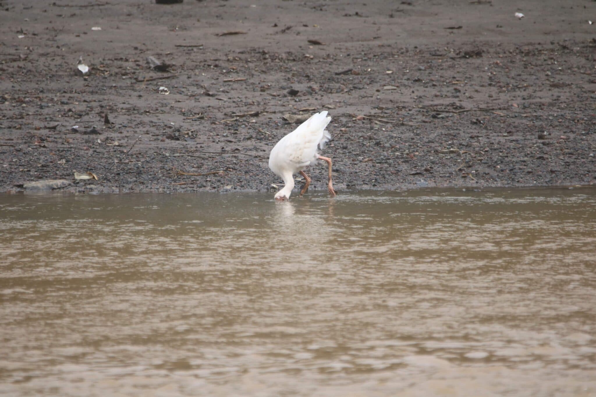 White Ibis Feeding in Murky Water | Natural Costa Rica