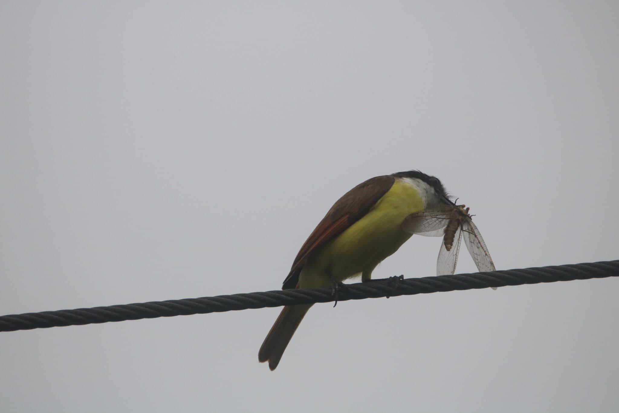 Kiskadee Bird with insect prey on wire | Natural Costa Rica