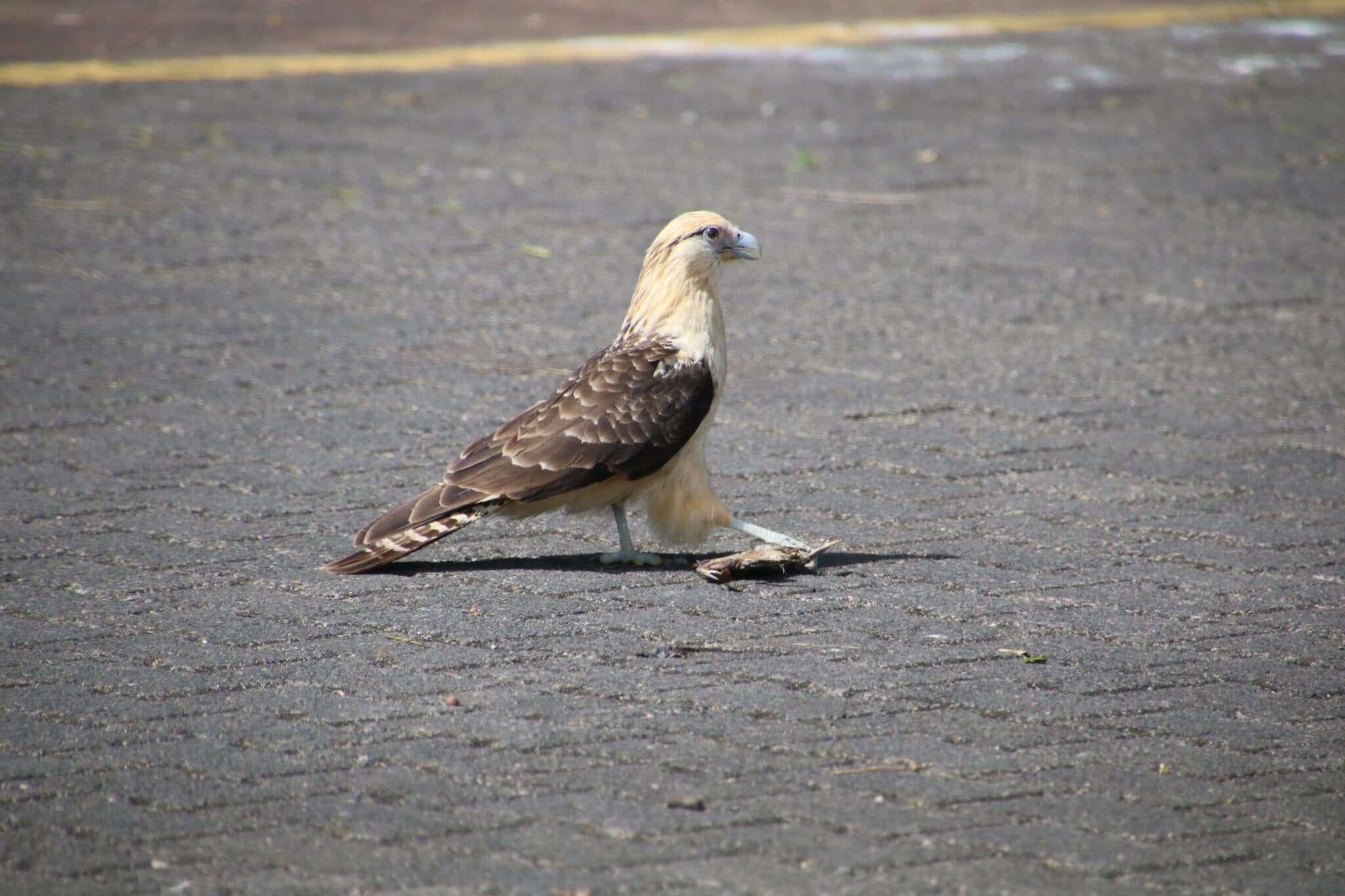 Southern Caracara with prey, Galapagos scavenger bird | Natural Costa Rica