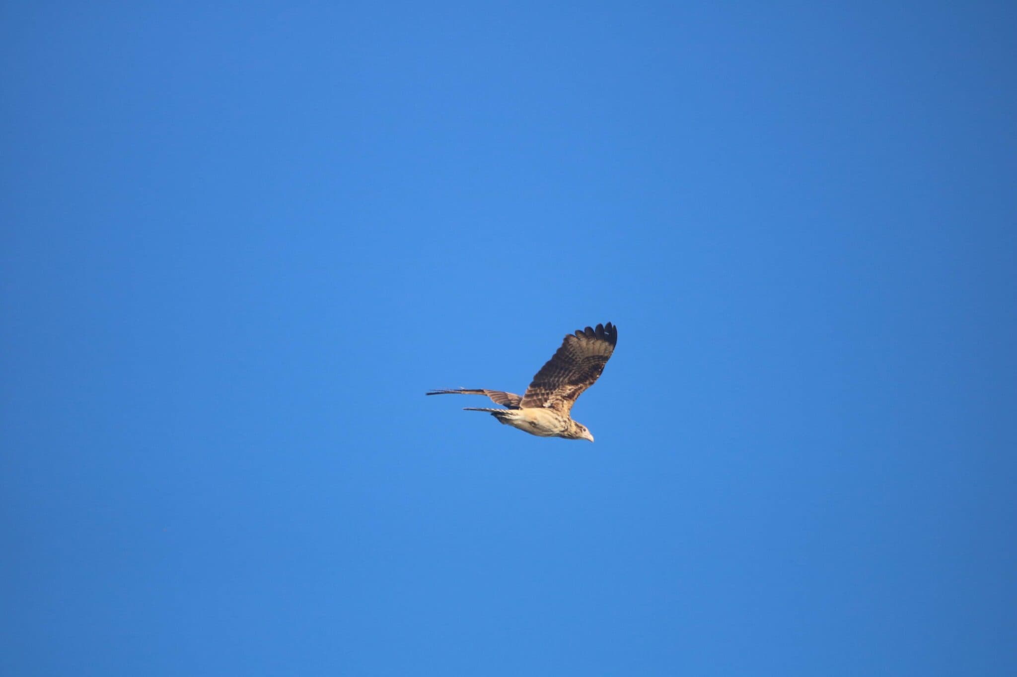 Hawk soars against clear blue sky backdrop. | Natural Costa Rica