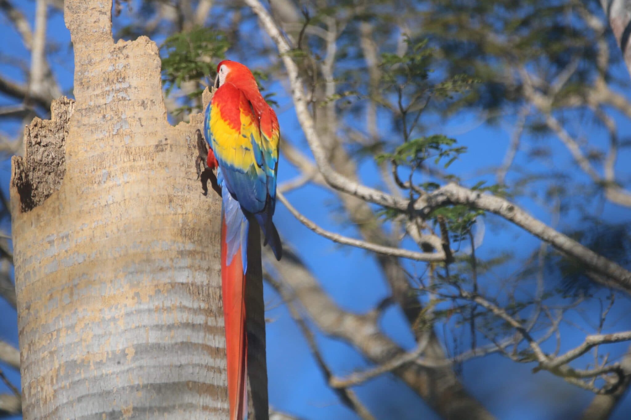 Scarlet Macaw Perched on Tree Trunk | Natural Costa Rica