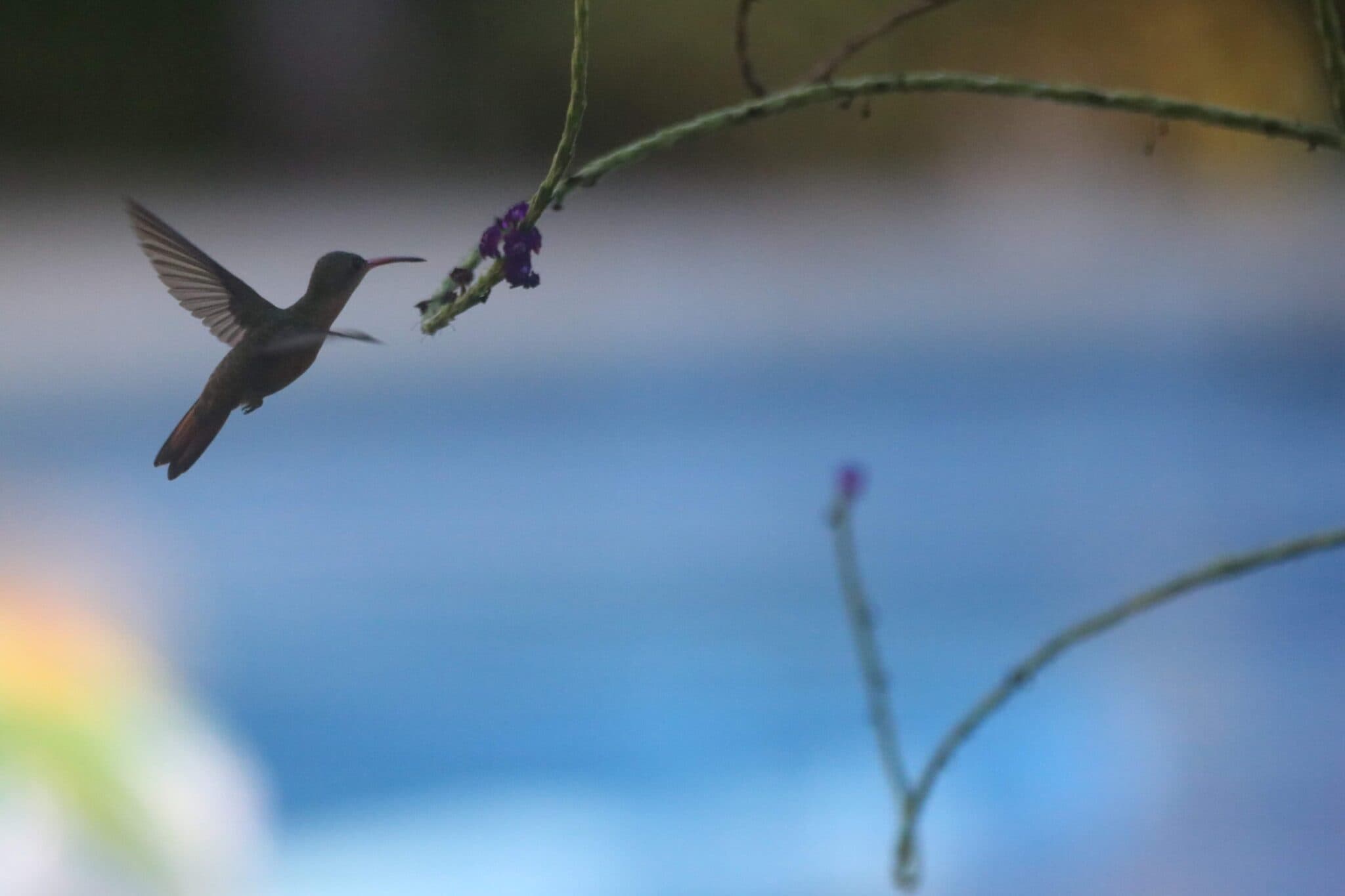 Hummingbird in Flight Approaching Purple Flowers | Natural Costa Rica