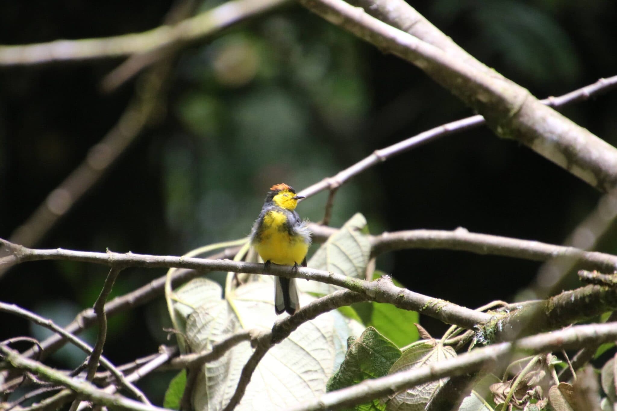 Colorful bird perched on branch in rainforest in San Gerardo de Dota | Natural Costa Rica