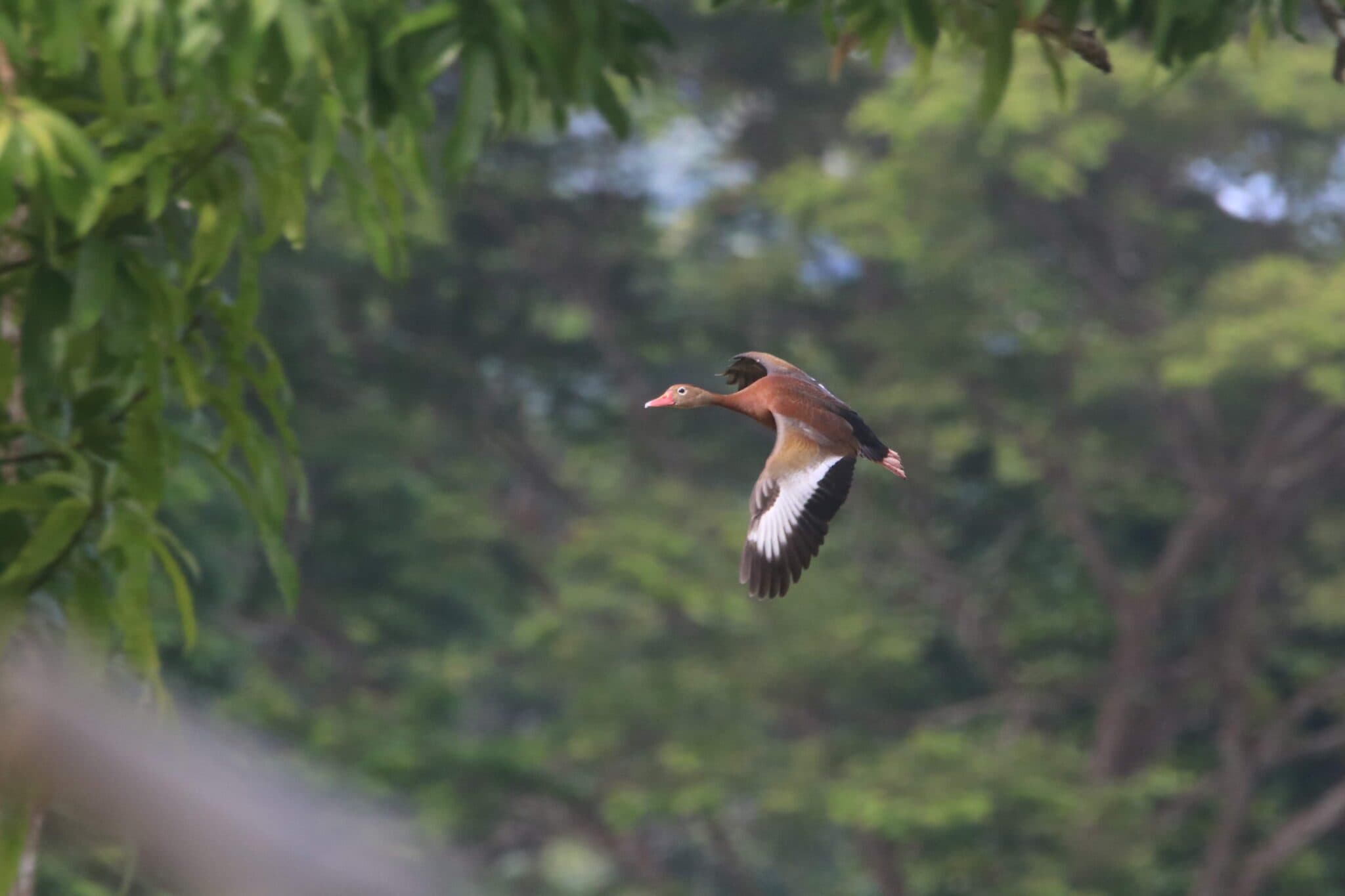 Whistling Duck in Flight Over Lush Green Canopy | Natural Costa Rica