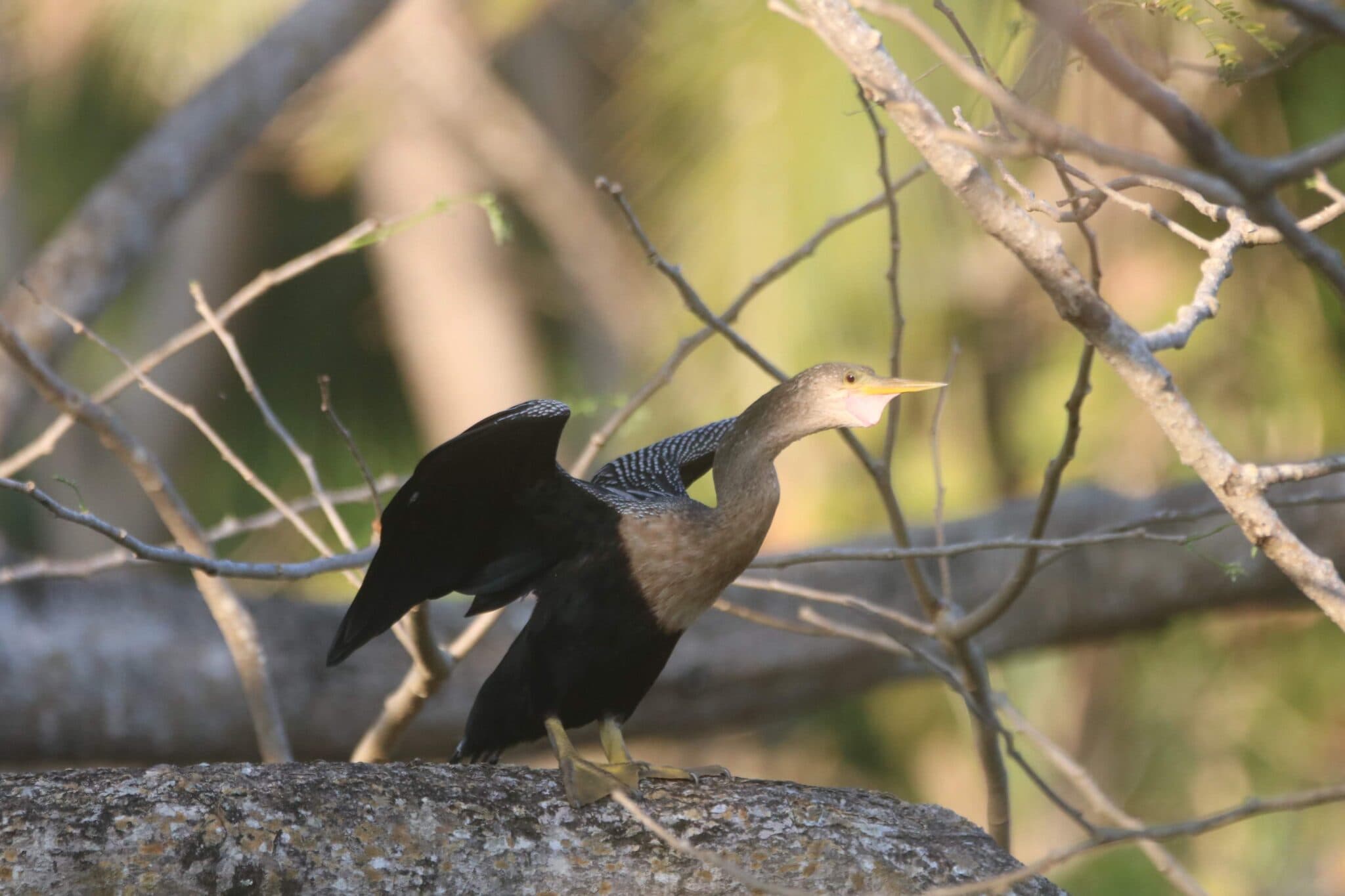 Anhinga Bird Spreading Wings Among Tree Branches | Natural Costa Rica