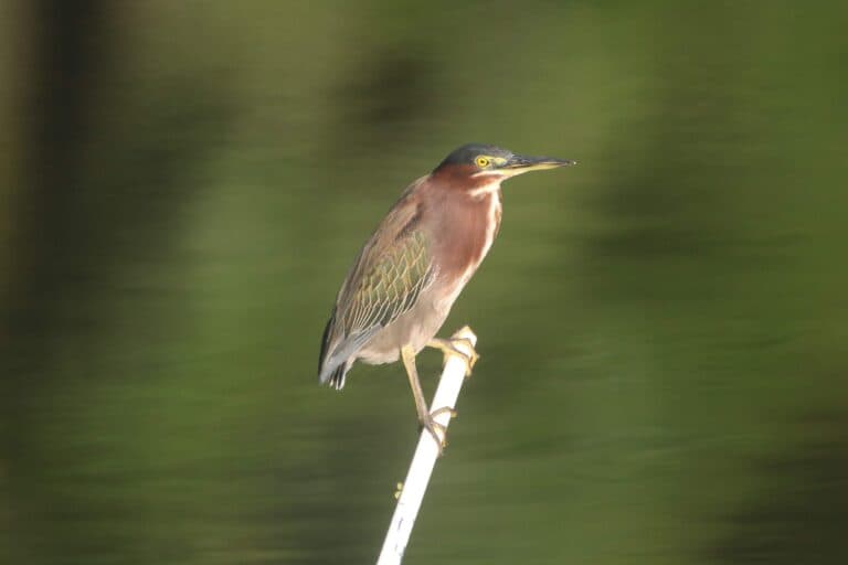 Green Heron Perched, Nature’s Beauty Captured | Natural Costa Rica