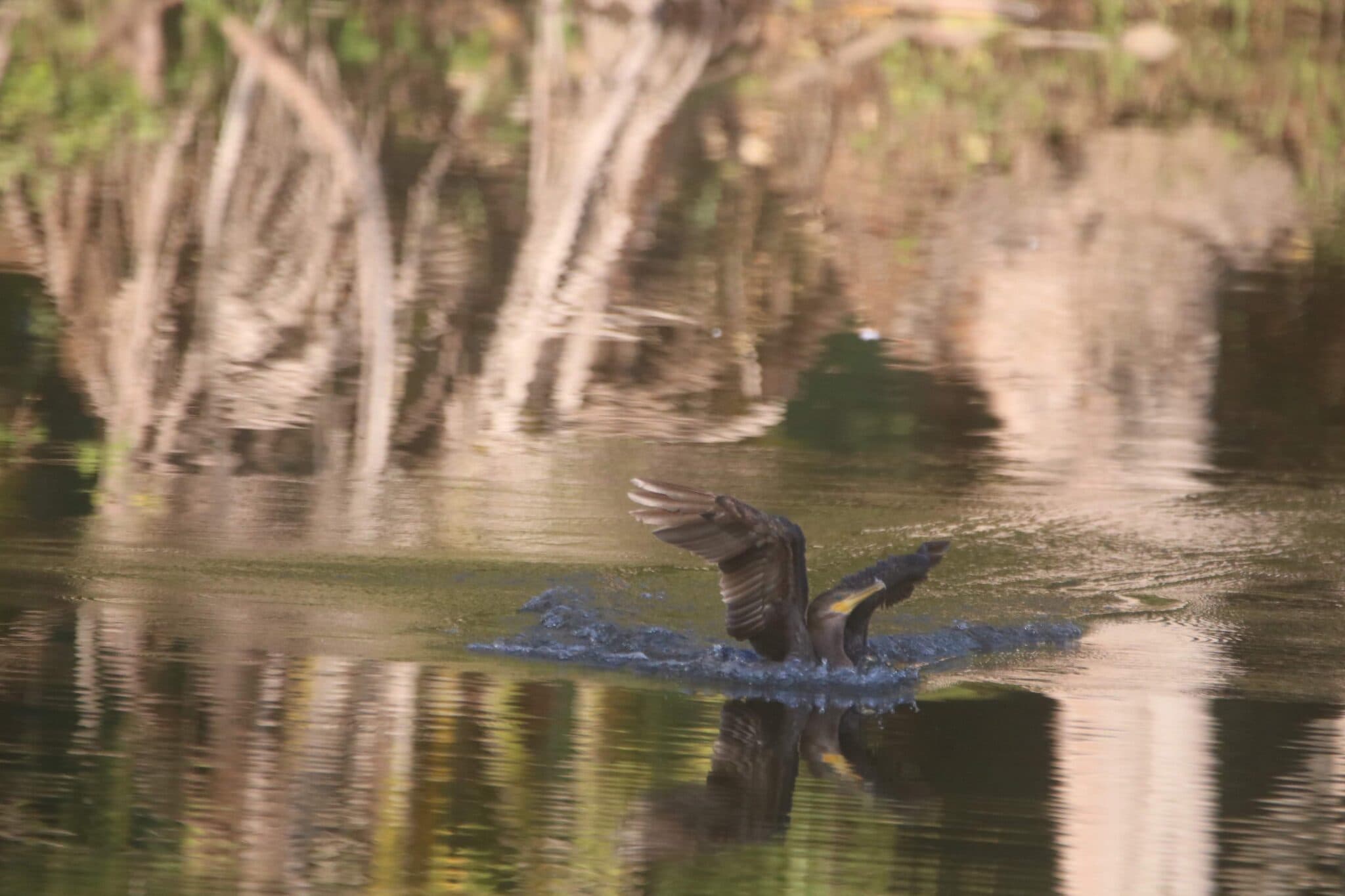 Cormorant Bird Landing in Pond with Reflections | Natural Costa Rica