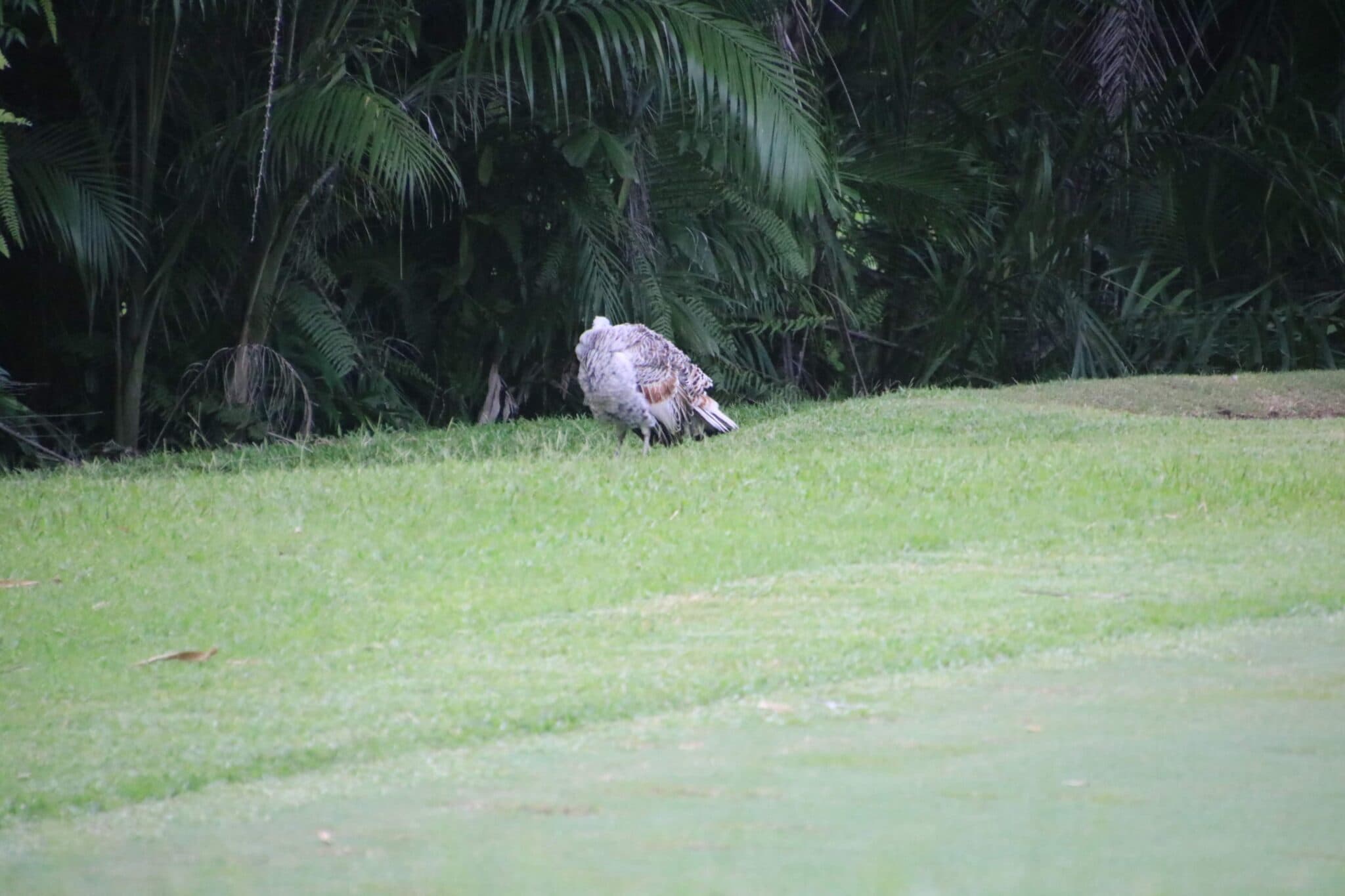Costa Rica wildlife