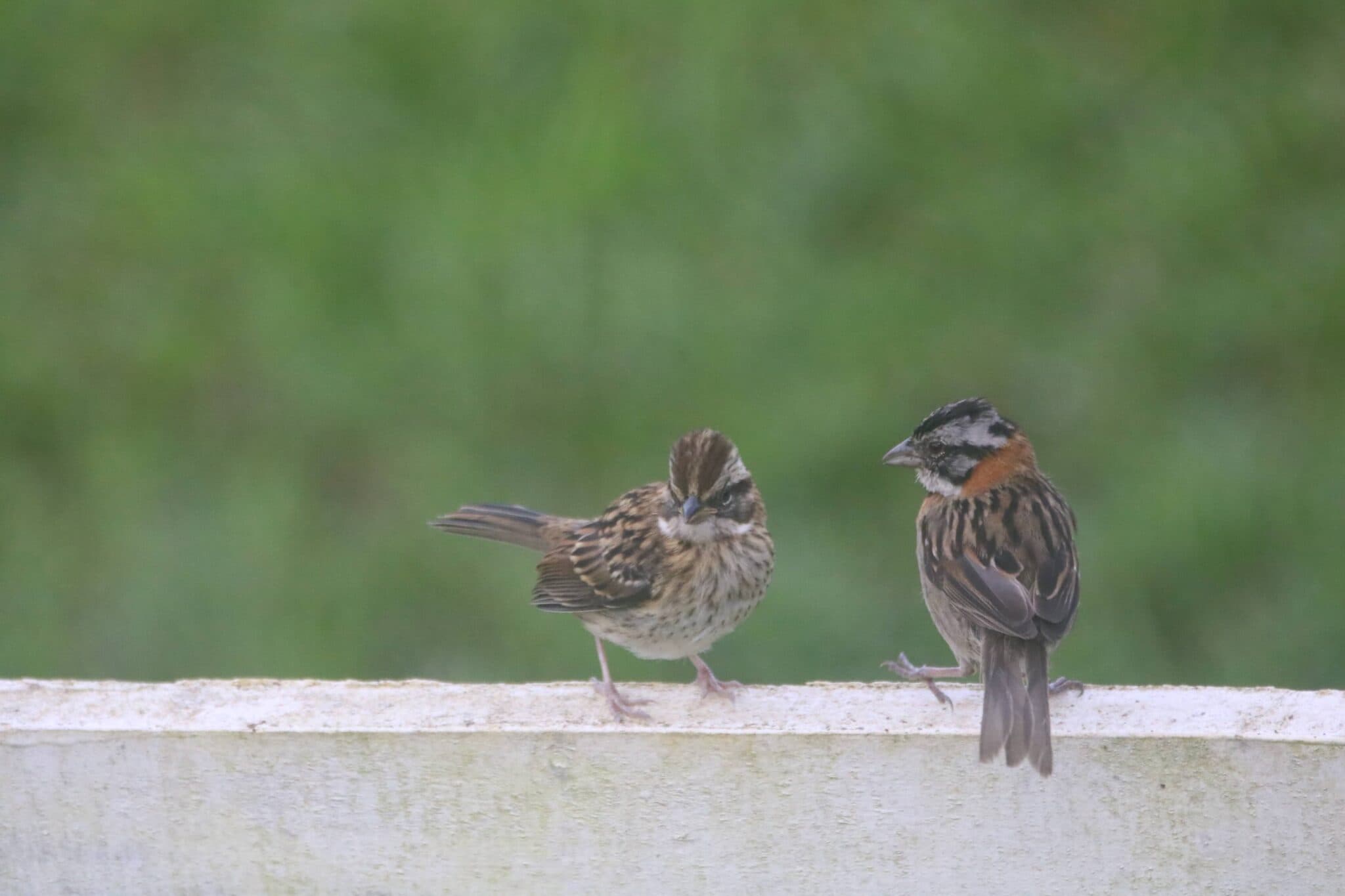 Rufous-collared Sparrows on a Fence | Natural Costa Rica