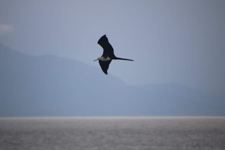 Frigatebird soars elegantly over the ocean water | Natural Costa Rica