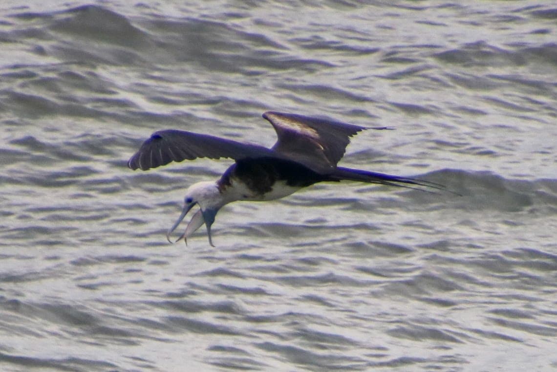 Magnificent Frigatebird Flying Over Ocean With Fish | Natural Costa Rica