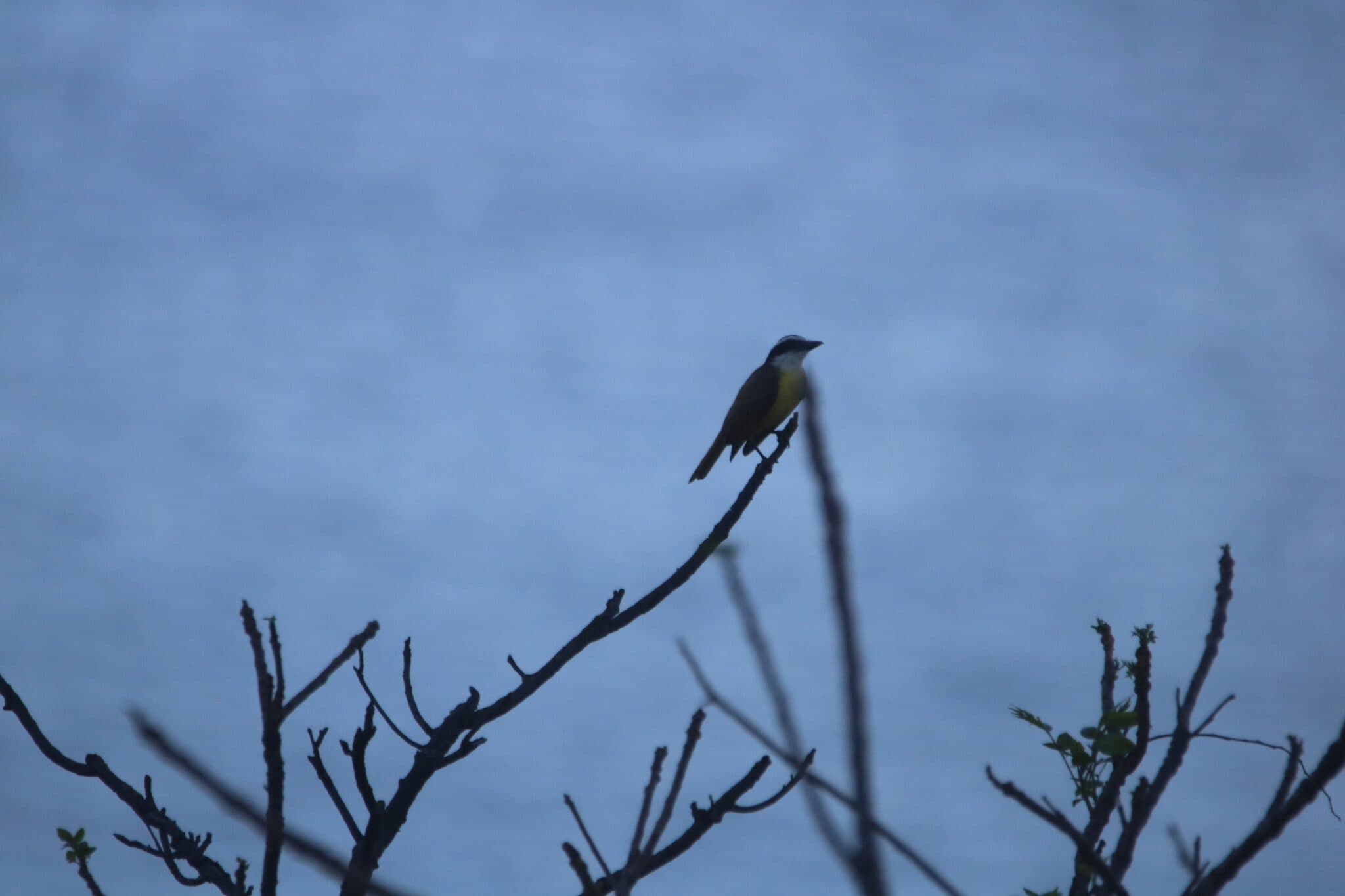 Kiskadee bird perched silhouetted on a tree | Natural Costa Rica