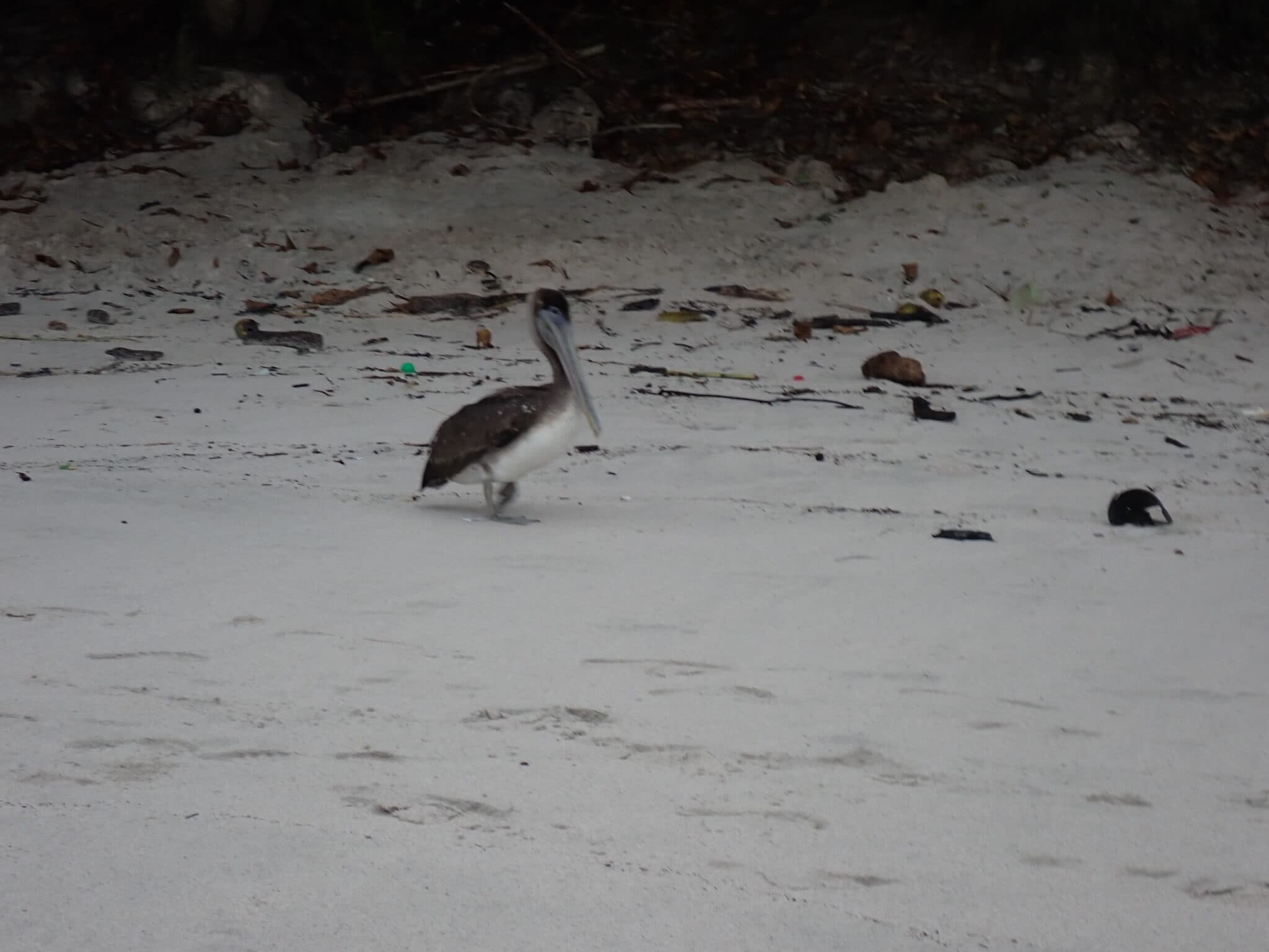 Pelican strolling on a littered beach. | Natural Costa Rica