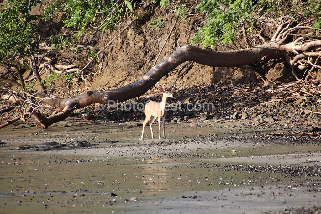 Papagayo Peninsula beach photo