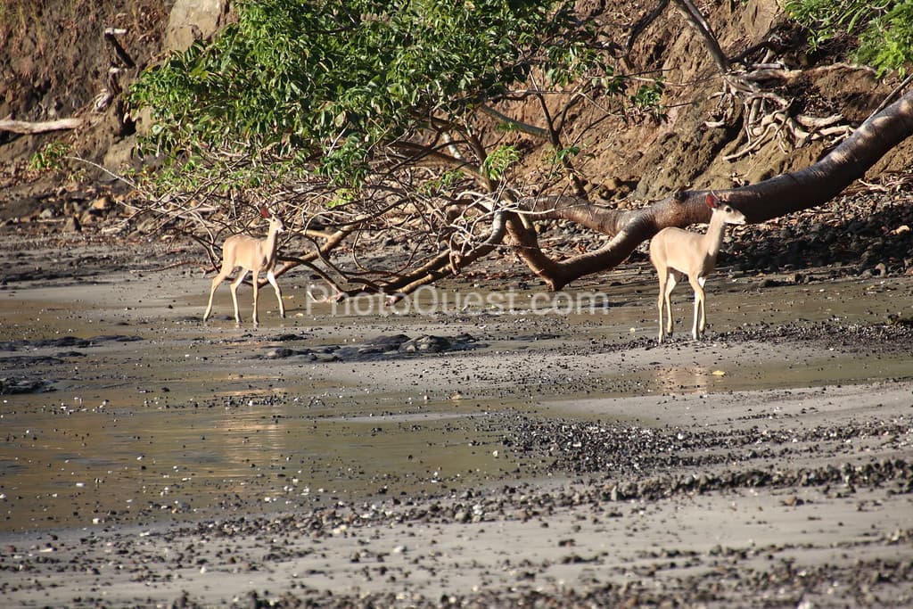 Papagayo Peninsula beach photo