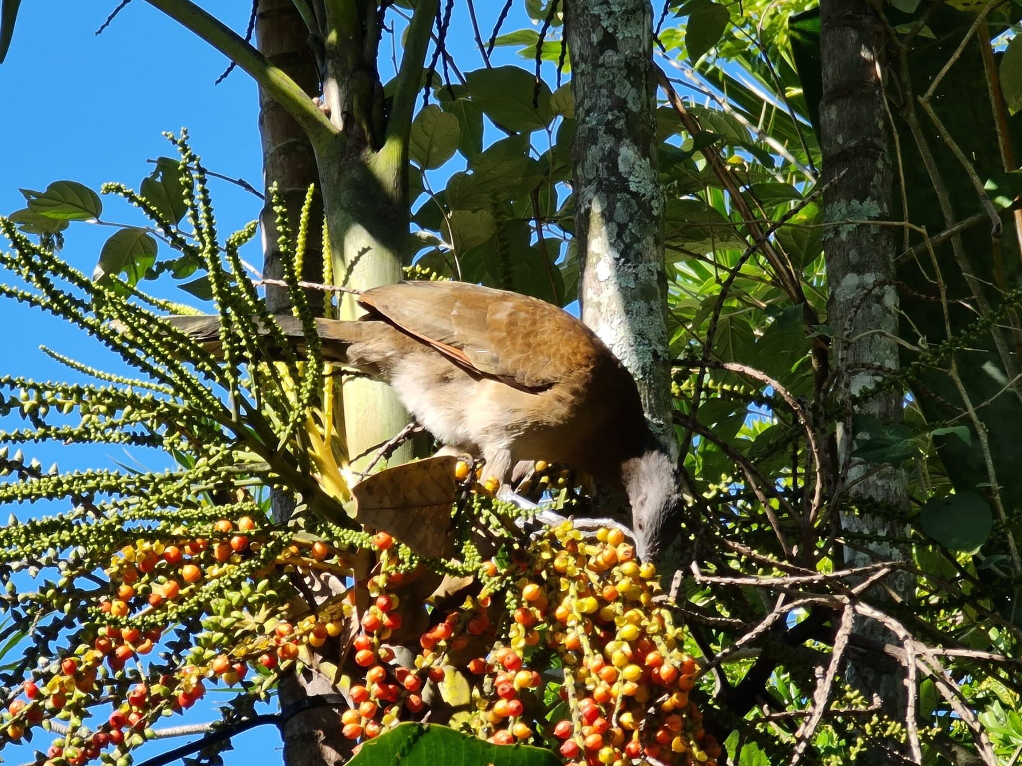 Native bird feeding on tree fruits in forest | Natural Costa Rica